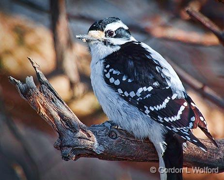 Hairy Woodpecker_24458.jpg - Hairy Woodpecker (Picoides villosus) photographed at Ottawa, Ontario, Canada.